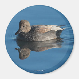 Gadwall Magnet Magneet