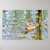 Gadwell Duck Poster (Voorkant)