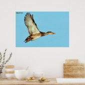 Gadwell Duck Poster (Keuken)