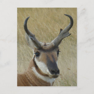 Gaffelantilope kopschot A21 Briefkaart