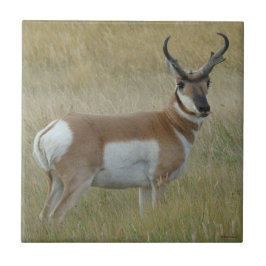 Gaffelbok Antelope Grote Bok Tegeltje