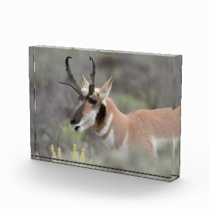 Gaffelbok hert Grand Tetons Fotoblokken