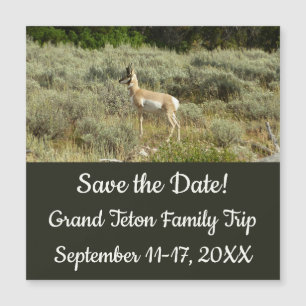 Gaffelbok in Grand Teton National Park