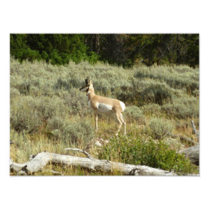 Gaffelbok in Grand Teton National Park Foto Afdruk