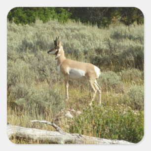Gaffelbok in Grand Teton National Park Vierkante Sticker