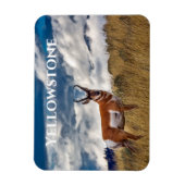 Gaffelbok in weide, Yellowstone NP Magneet (Verticaal)