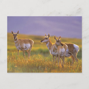 Gaffelbokantilopen in Montana Briefkaart