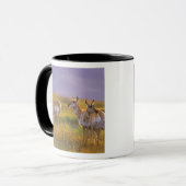 Gaffelbokantilopen in Montana Mok (Voorkant links)