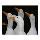 Gagle van Witte Eenden Glossy Fotografisch Perfect Poster (Voorkant)