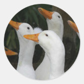 Gagle van Witte Eenden Ronde Sticker (Voorkant)