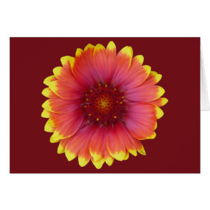 Gaillardia 1