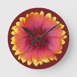 Gaillardia 1 ronde klok