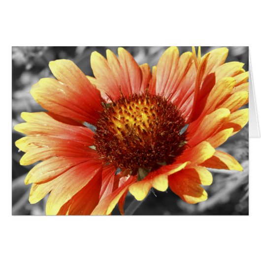 Gaillardia baignée de soleil (Devant horizontal)