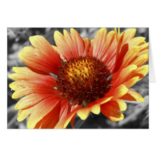 Gaillardia Blanket Flower Blank Inside