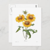 Gaillardia Briefkaart (Voorkant / Achterkant)
