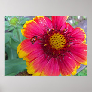 Gaillardia en Ladybug Poster