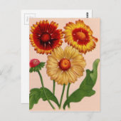 gaillardia gaillardis briefkaart (Voorkant / Achterkant)