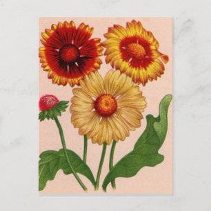 gaillardia gaillardis briefkaart