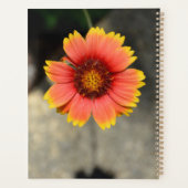Gaillardia Tournesol Orange et Jaune Floral (Dos)