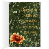 Gaillardia trempée de soleil Photographie en Modèl (Intérieur (Droit))