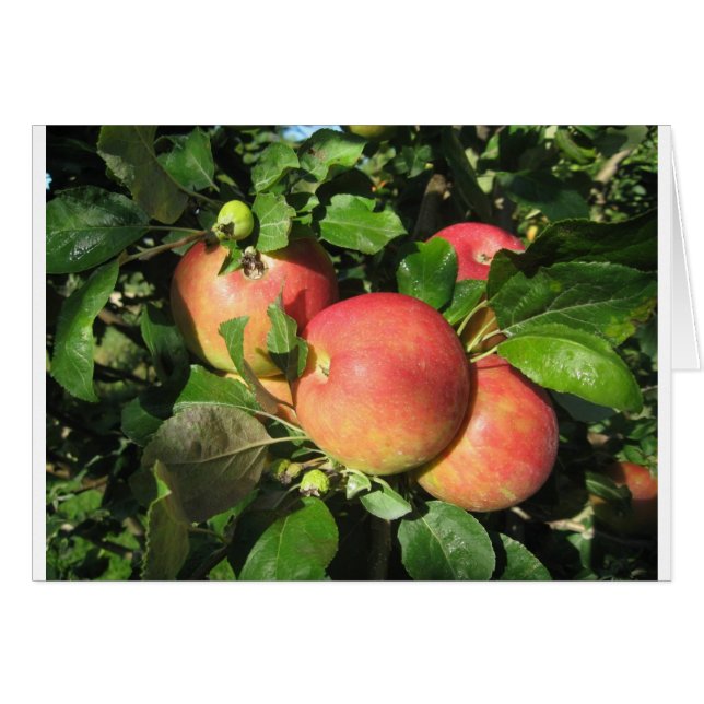 Gala Apples (Voorkant Horizontaal)