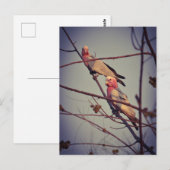 Gala vogels in boom 1 briefkaart (Voorkant / Achterkant)