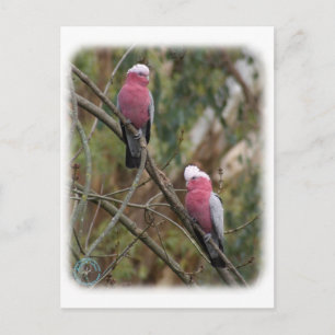 Galah 9Y209D-155 Briefkaart