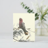 Galah Briefkaart (Staand voorkant)