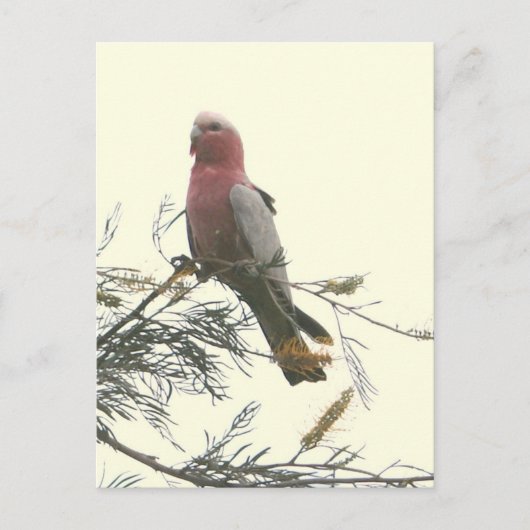Galah Briefkaart (Voorkant)