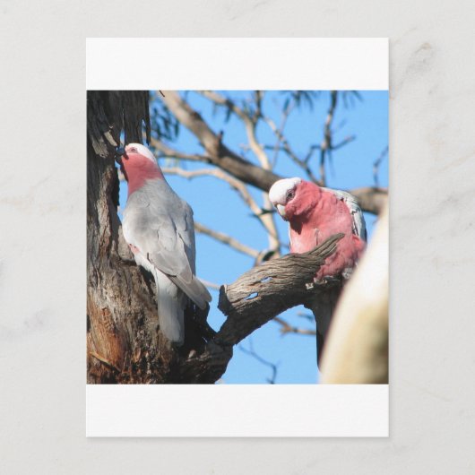 Galah Briefkaart (Voorkant)