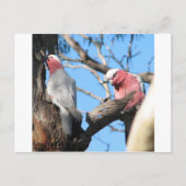 Galah Briefkaart (Voorkant)