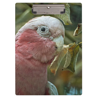 Galah Kaketoe Roze Australische Vogel Portret Klembord
