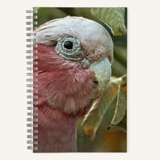 Galah Kaketoe Roze Australische Vogel Portret Notitieboek