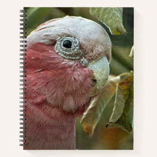 Galah Kaketoe Roze Australische Vogel Portret Notitieboek