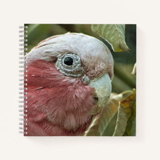 Galah Kaketoe Roze Australische Vogel Portret Notitieboek