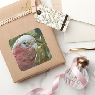 Galah Kaketoe Roze Australische Vogel Portret Vierkante Sticker