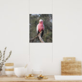 Galah Poster (Keuken)