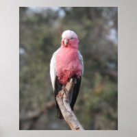 Galah