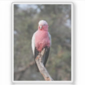 Galah Sticker (Voorkant)