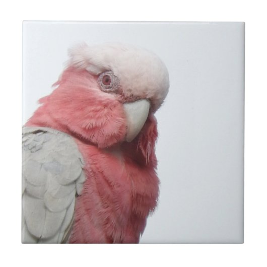 Galah Tile Tegeltje (Voorkant)