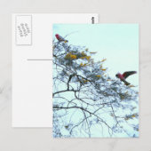 Galahs Briefkaart (Voorkant / Achterkant)