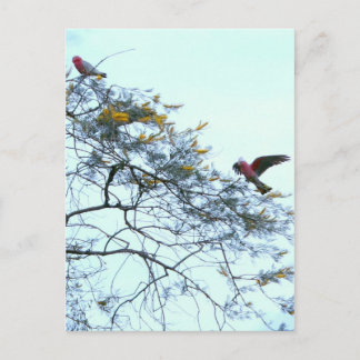 Galahs Briefkaart