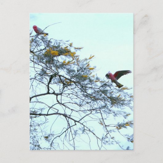 Galahs Briefkaart (Voorkant)
