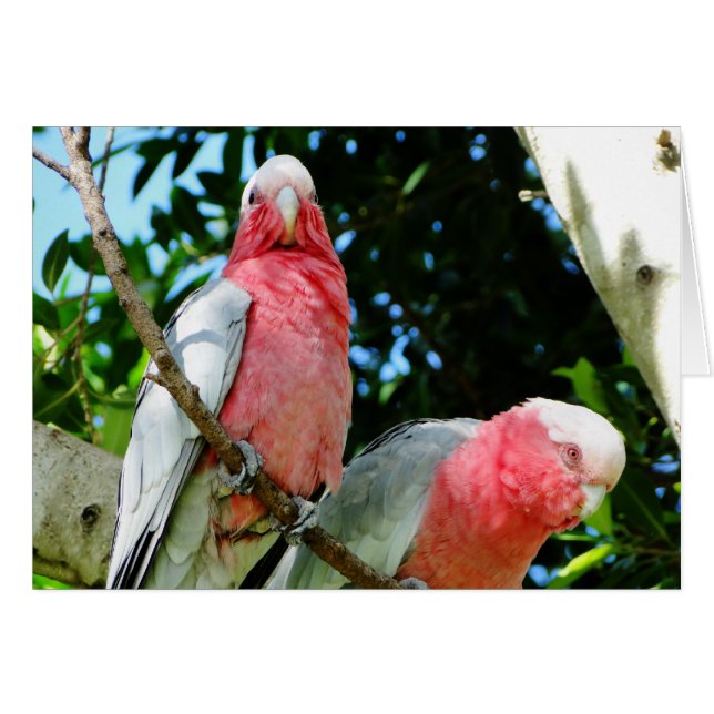Galahs (Cockatoos à poitrine Rose/roseate) (Devant horizontal)