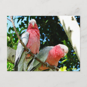 Galahs (Roos Breasted/Roseate Cockatoos) Briefkaart