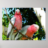 Galahs (Roos Breasted/Roseate Cockatoos) Poster (Voorkant)