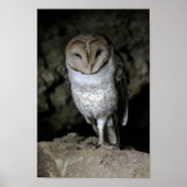 Galapagos Barn Owl Poster (Voorkant)