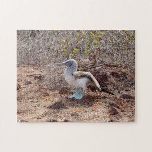 Galapagos blauw-voetzoolpuzzel legpuzzel