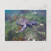 galapagos briefkaart (Voorkant)