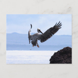 Galapagos Briefkaart